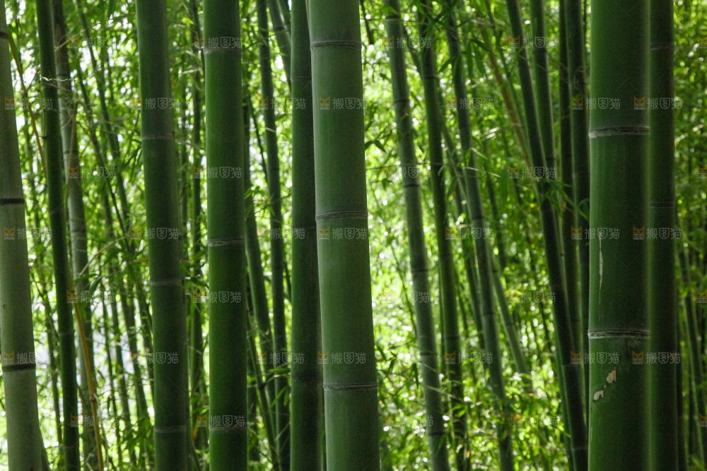 大片竹林