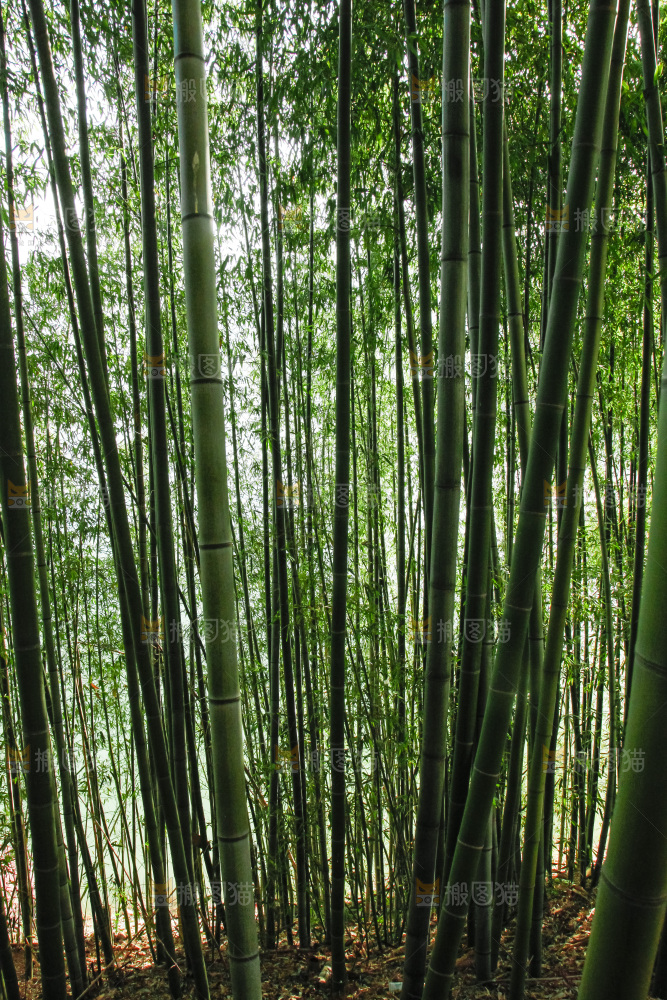 大片竹林