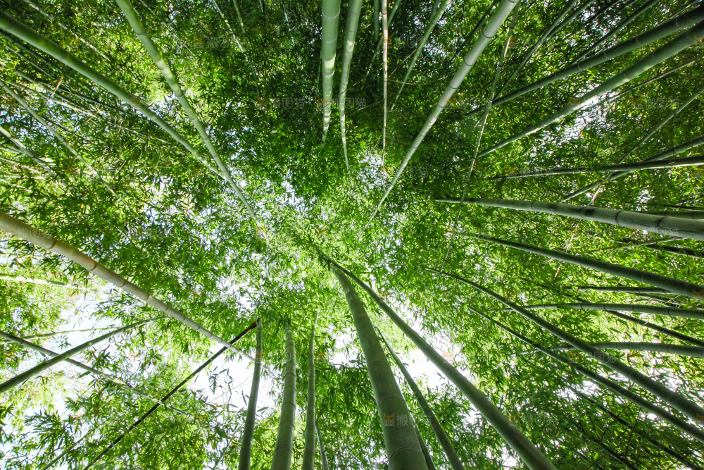大片竹林