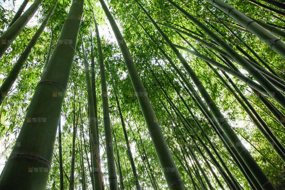 大片竹林