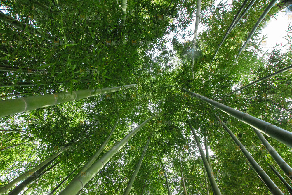 大片竹林