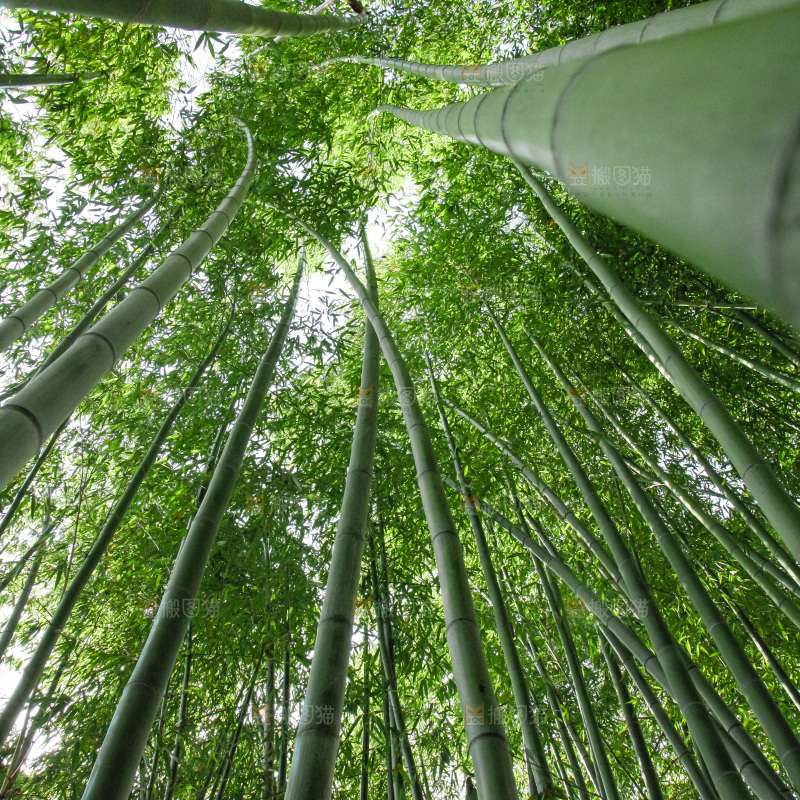 大片竹林