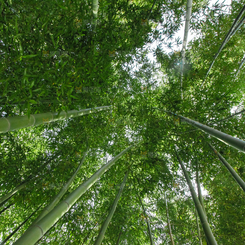 大片竹林
