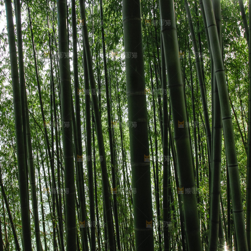 大片竹林