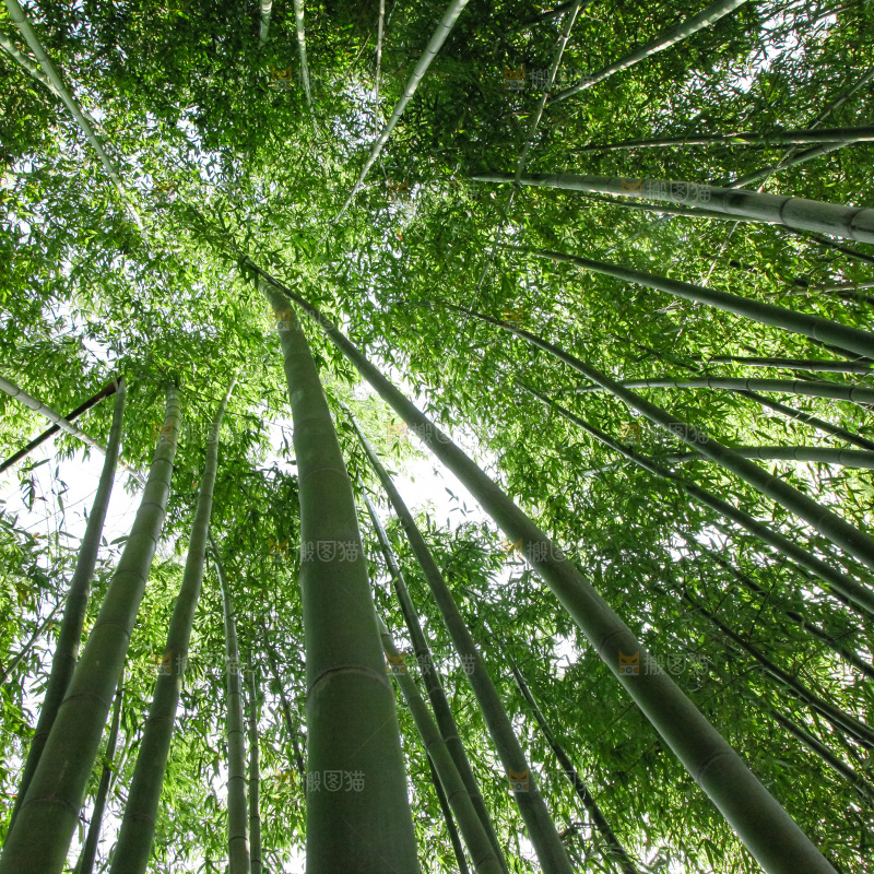 大片竹林