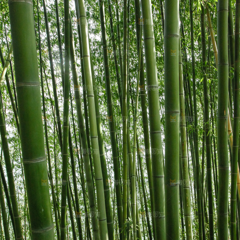 大片竹林