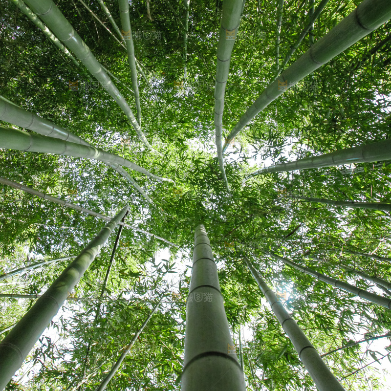 大片竹林
