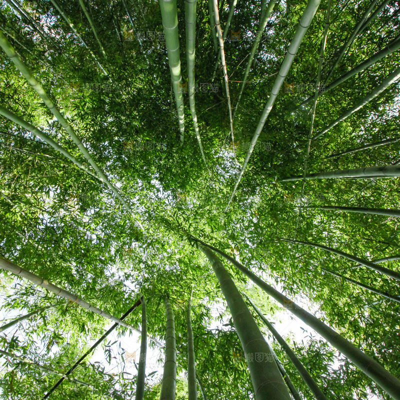 大片竹林