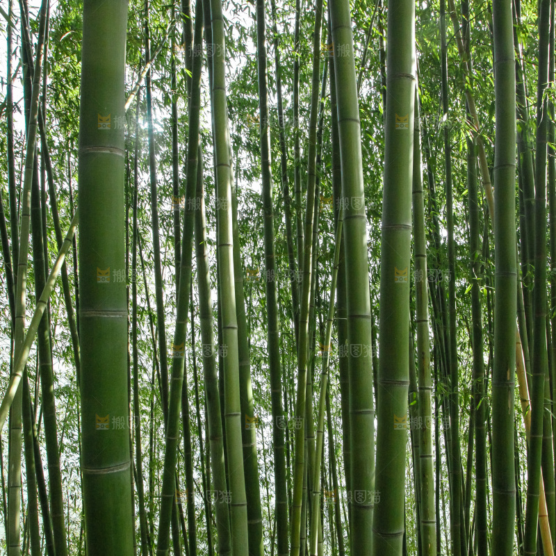 大片竹林