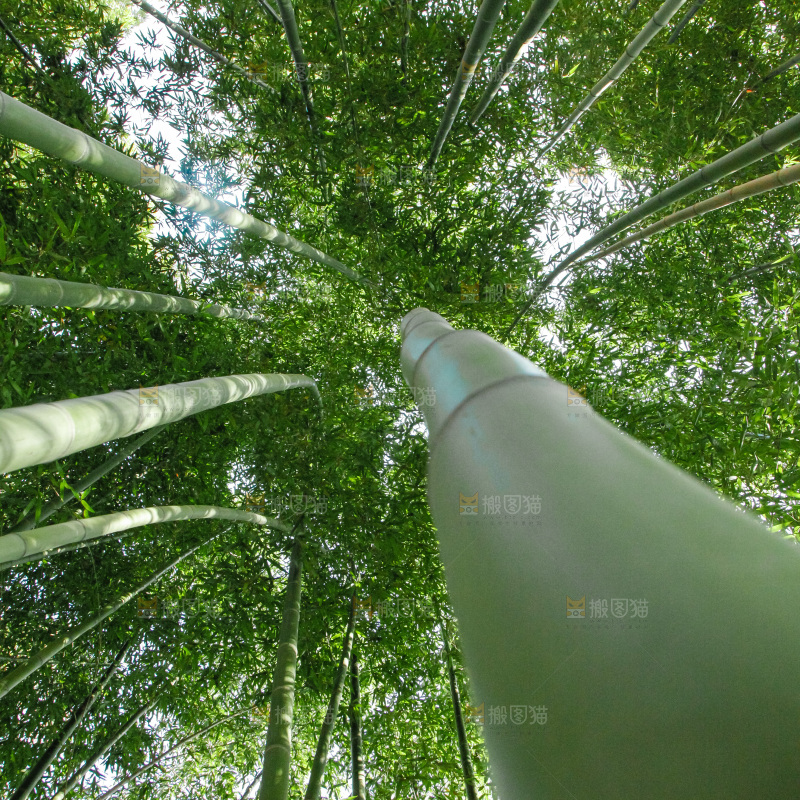 大片竹林