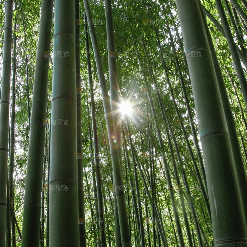 大片竹林