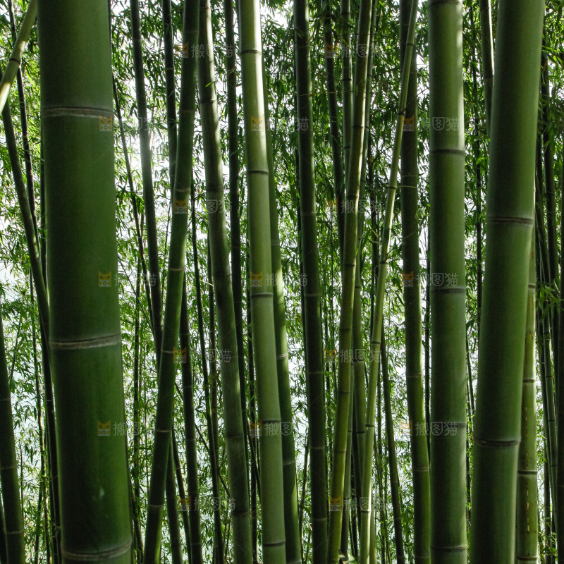 大片竹林