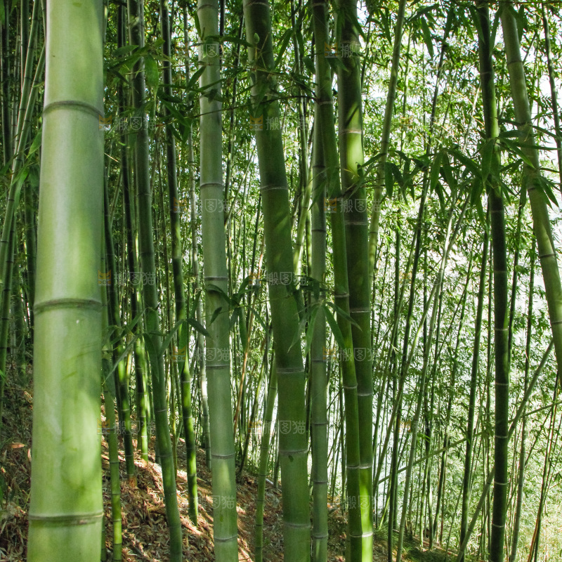 大片竹林