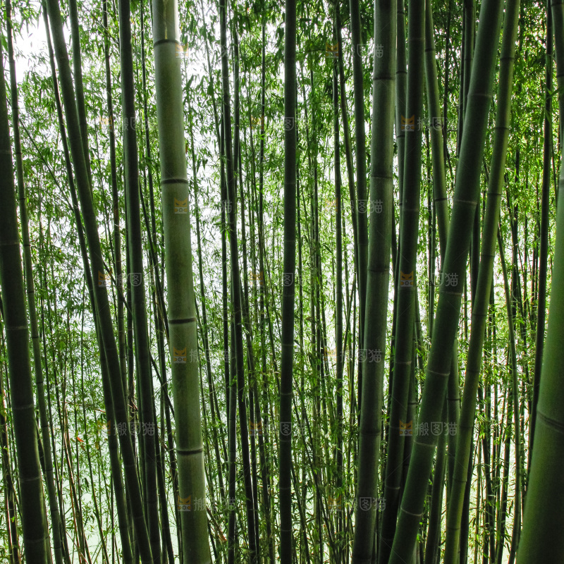 大片竹林