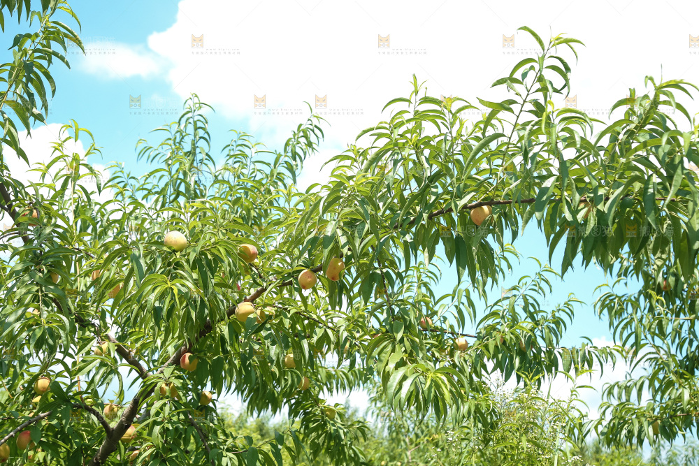 手里拿着现摘水蜜桃