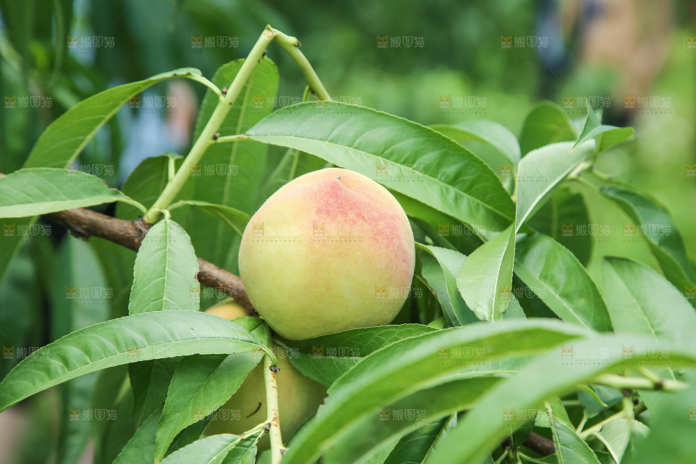 手里拿着现摘水蜜桃