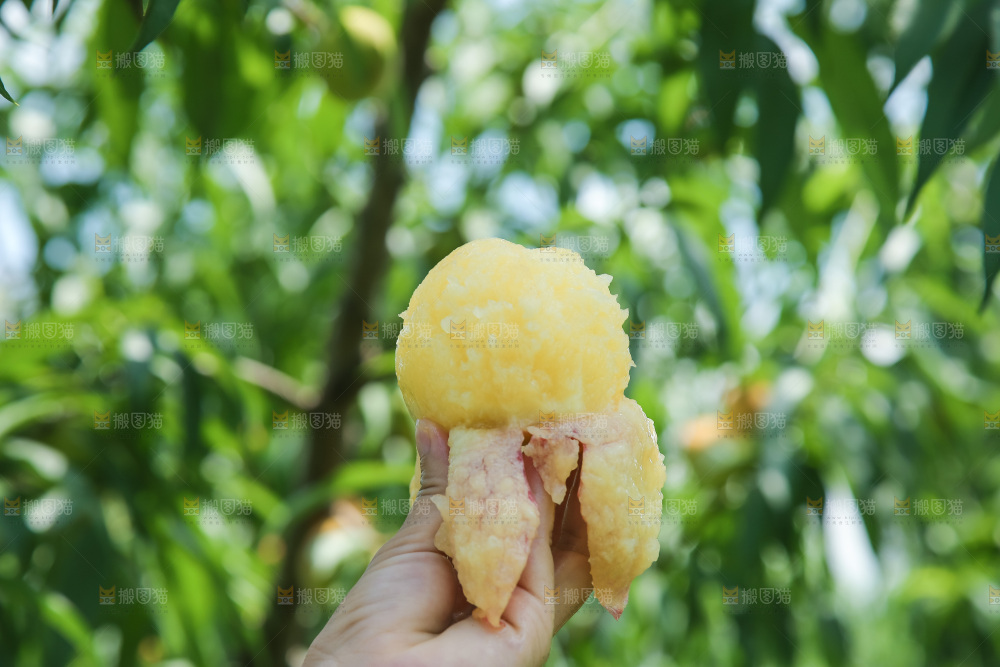手里拿着现摘水蜜桃