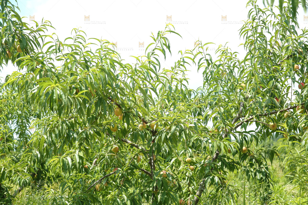 手里拿着现摘水蜜桃