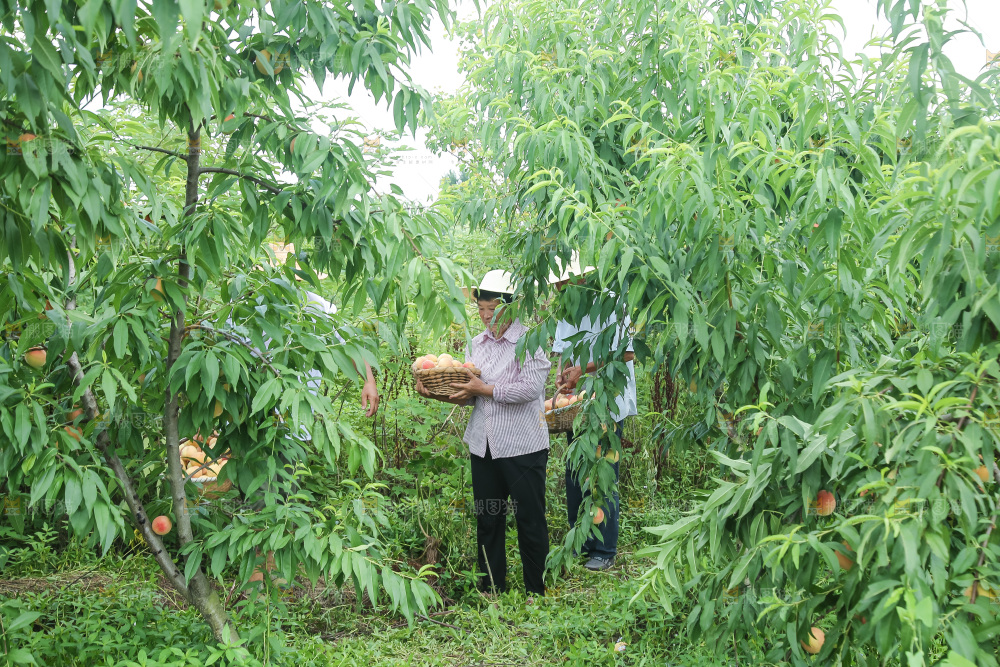 手里拿着现摘水蜜桃