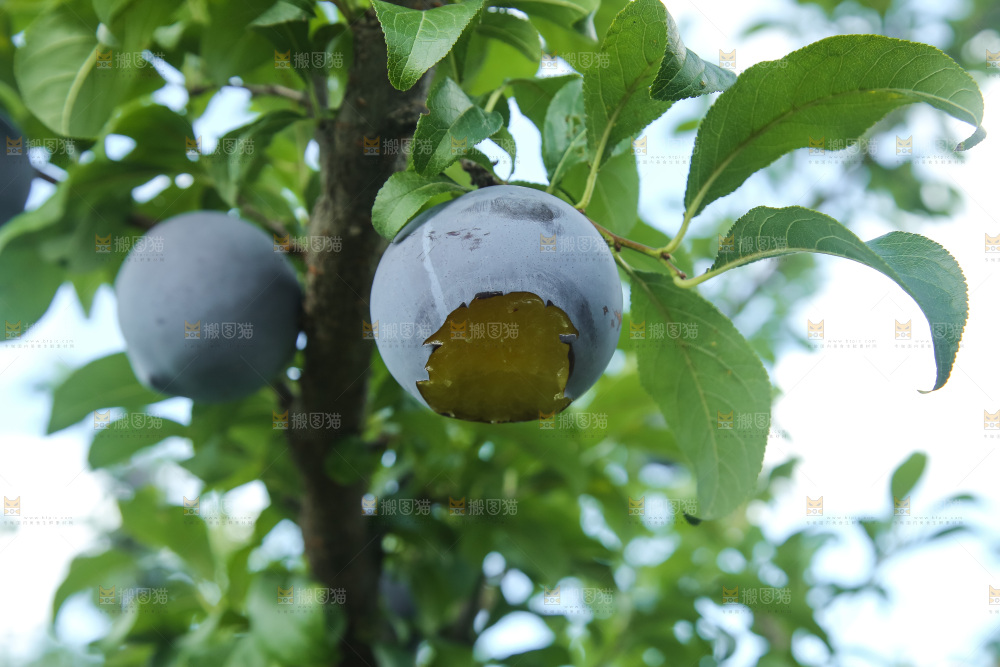 新鲜现摘黑布林