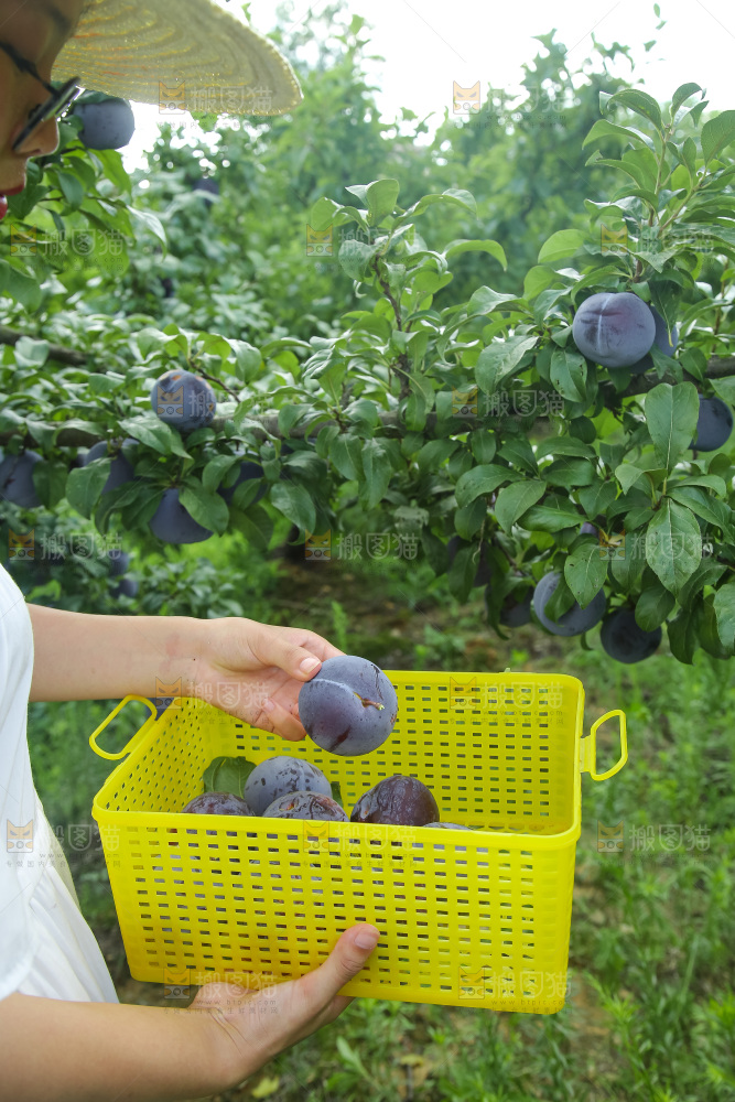 新鲜现摘黑布林
