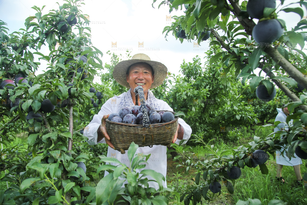 新鲜现摘黑布林