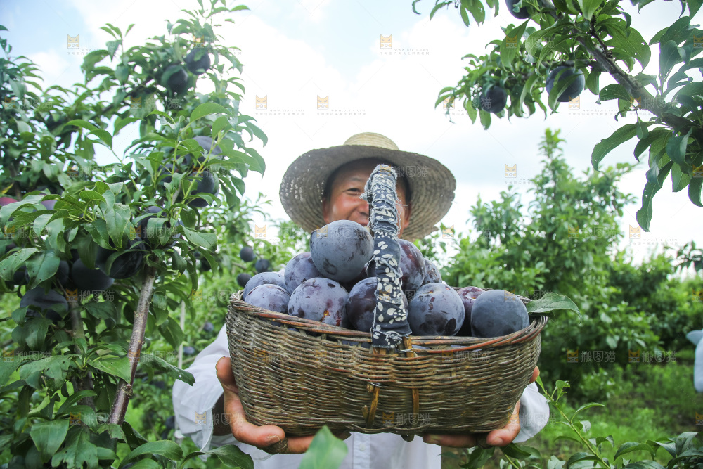 新鲜现摘黑布林