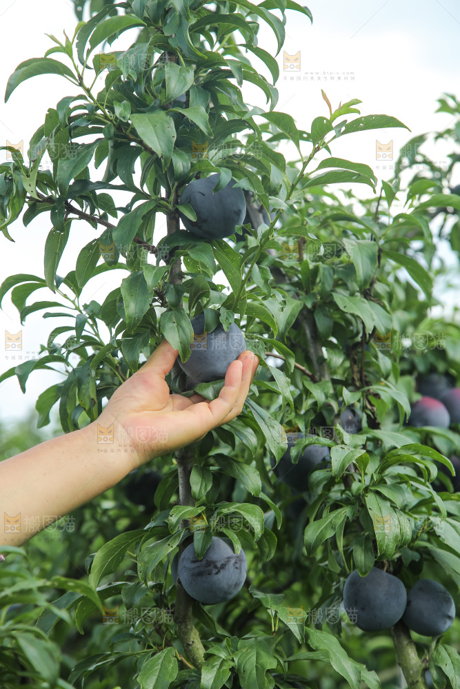 新鲜现摘黑布林