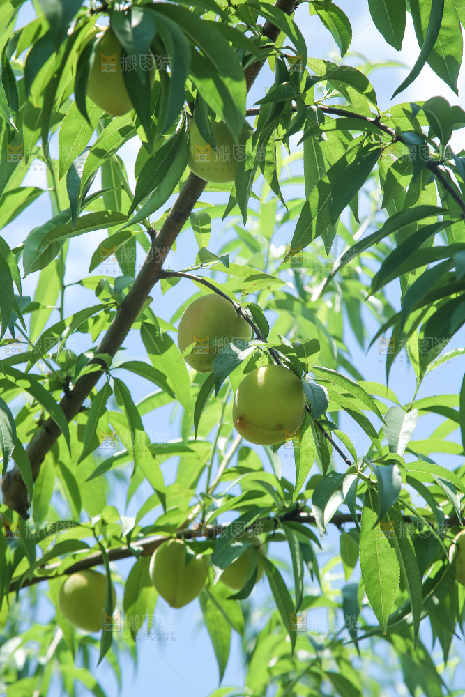 手里拿着现摘水蜜桃