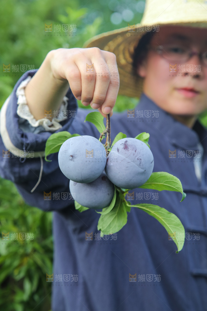 新鲜现摘黑布林