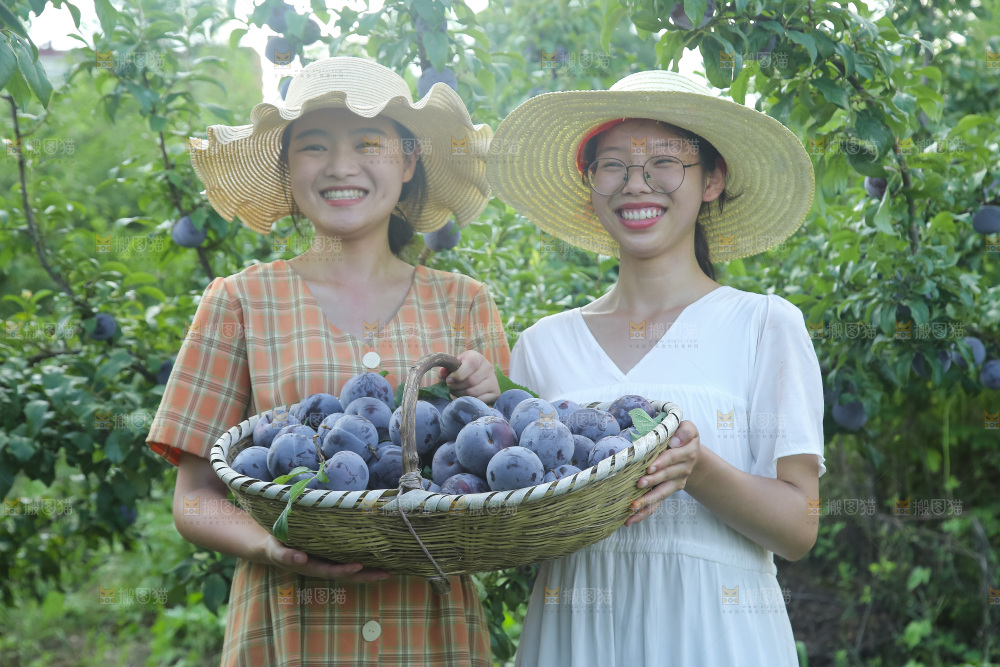新鲜现摘黑布林