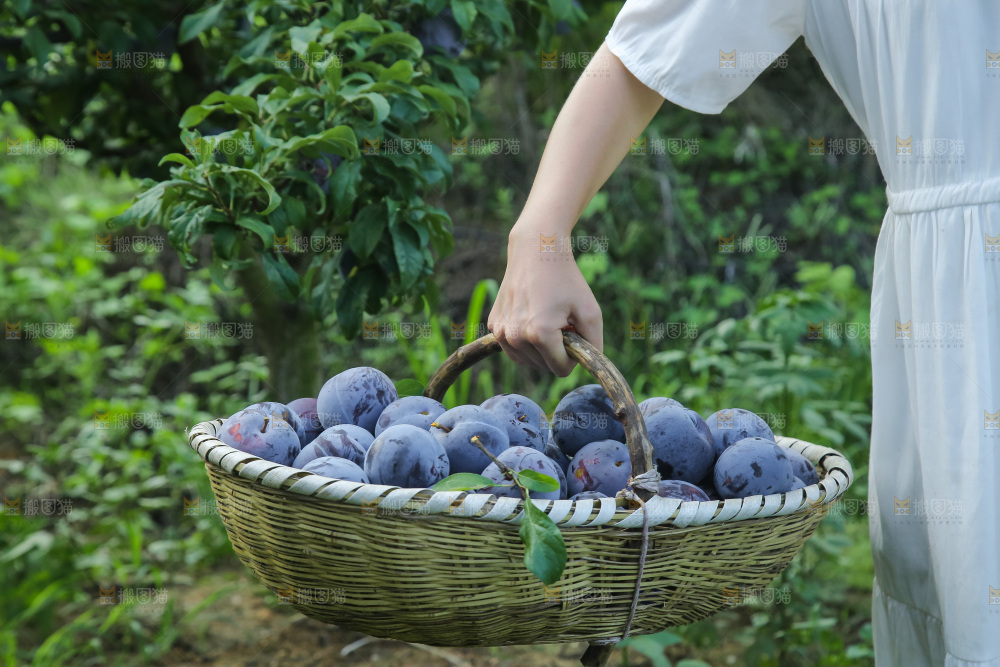 新鲜现摘黑布林