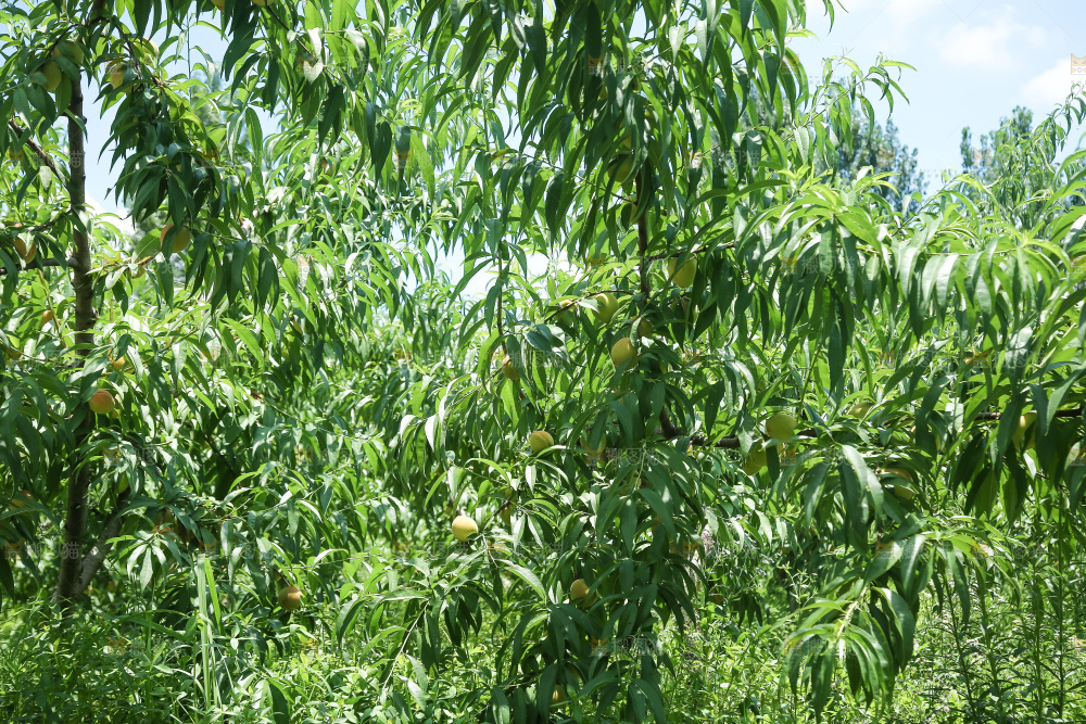 手里拿着现摘水蜜桃