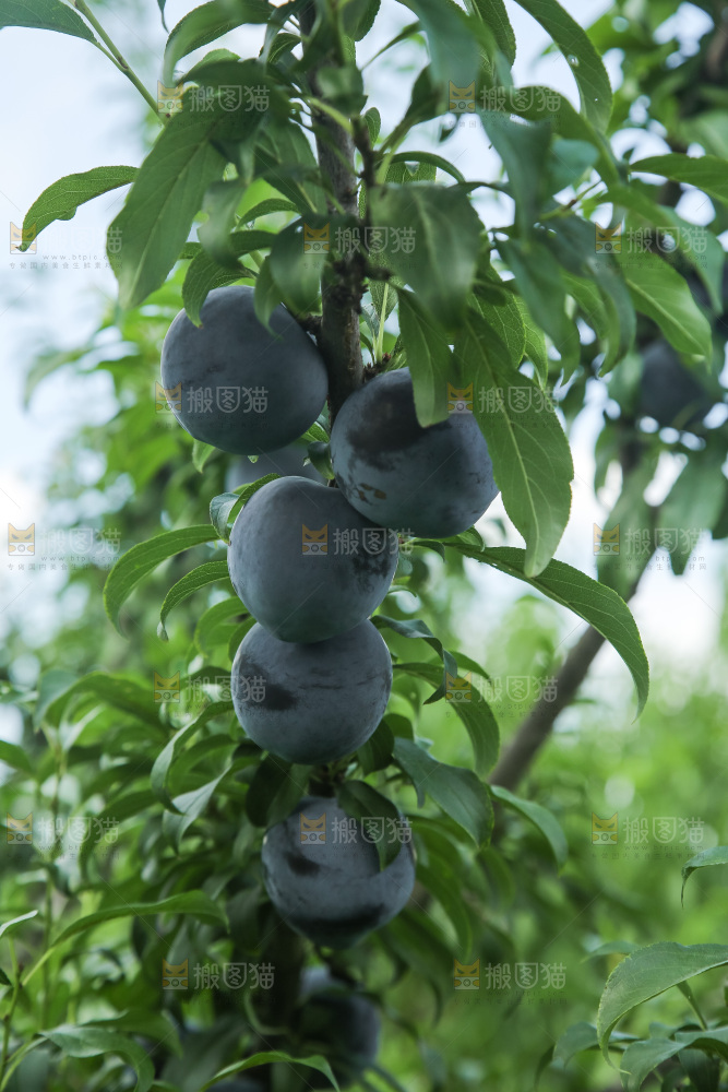 新鲜现摘黑布林
