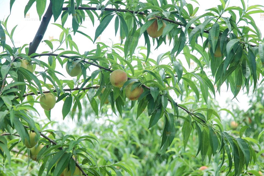 手里拿着现摘水蜜桃