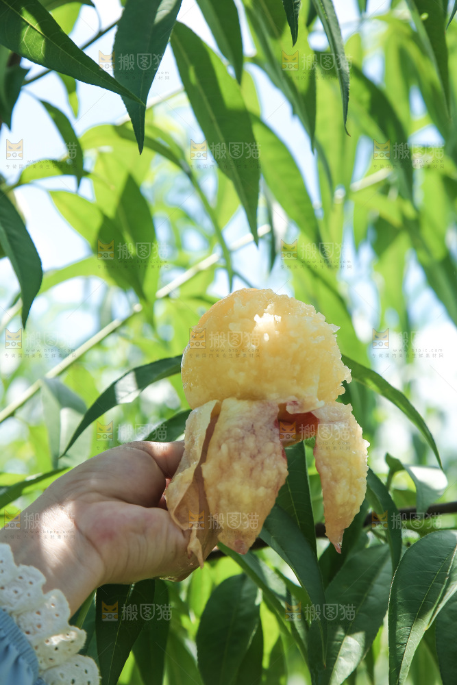 手里拿着现摘水蜜桃