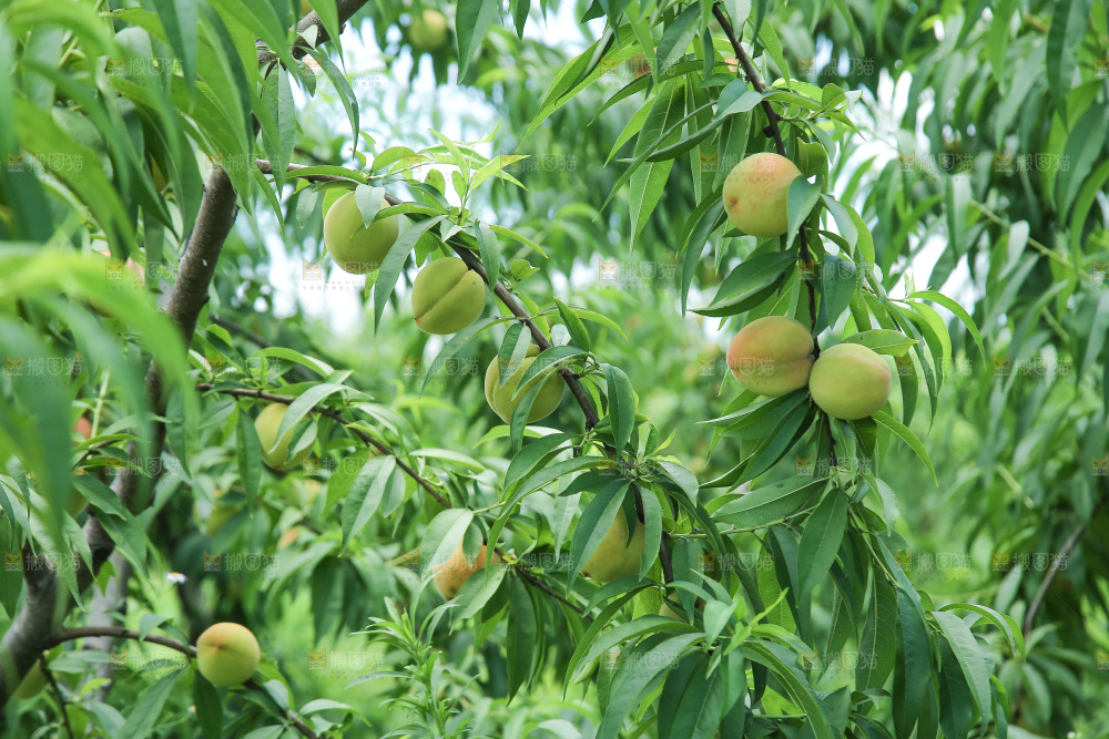 手里拿着现摘水蜜桃