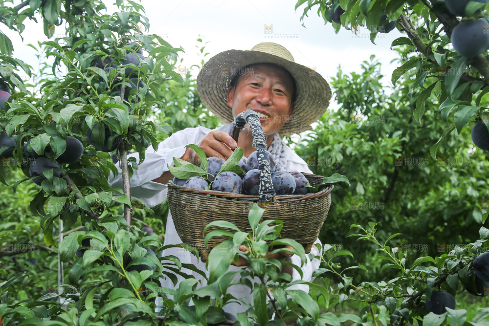 新鲜现摘黑布林
