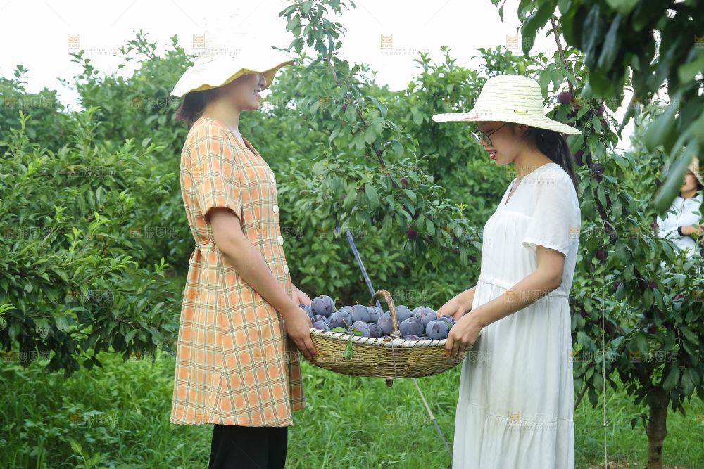 新鲜现摘黑布林