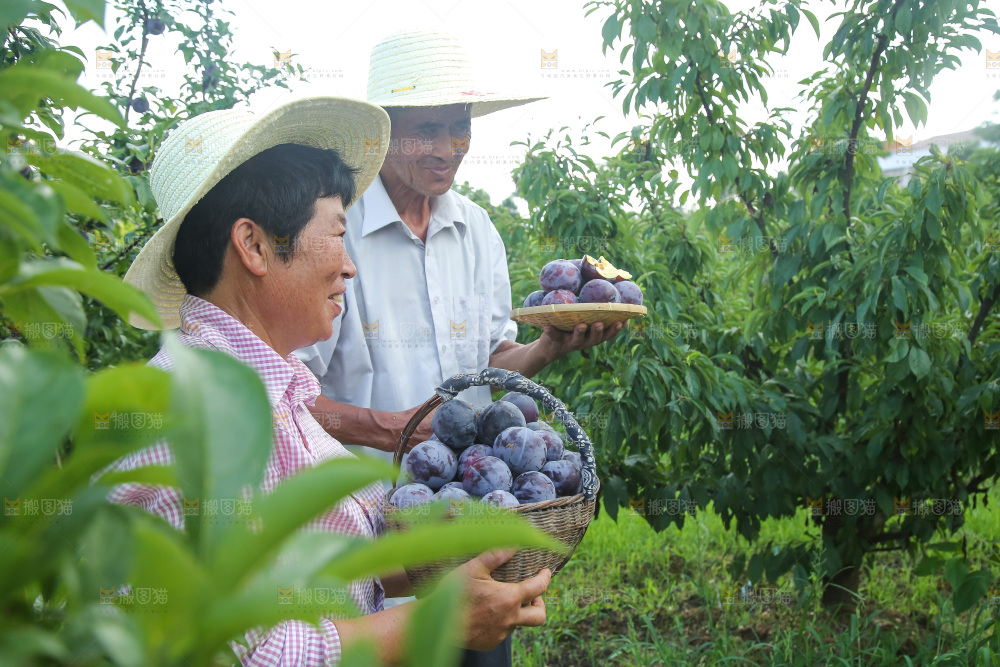 新鲜现摘黑布林