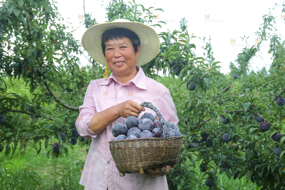 新鲜现摘黑布林