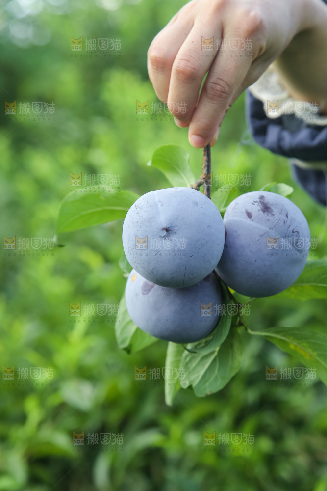 新鲜现摘黑布林