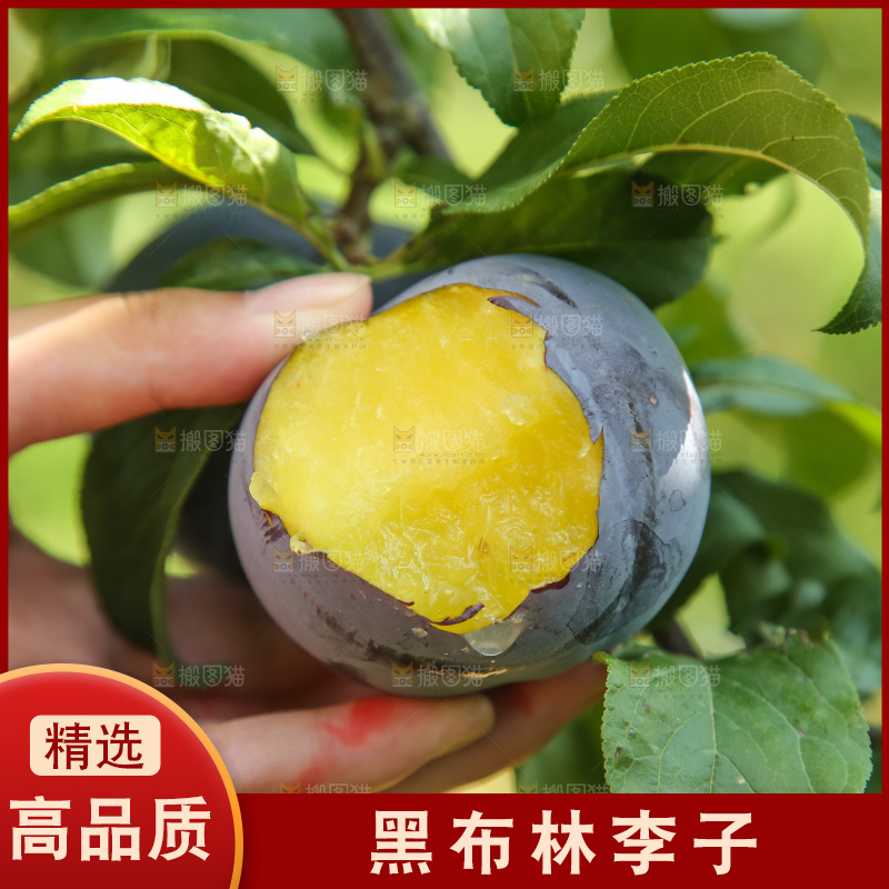 新鲜现摘黑布林