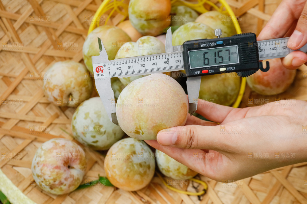 手里拿着红肉三华李
