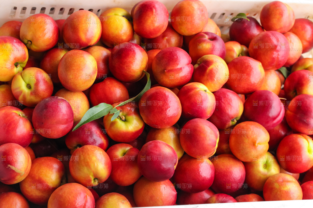 现摘的新鲜黄心油桃