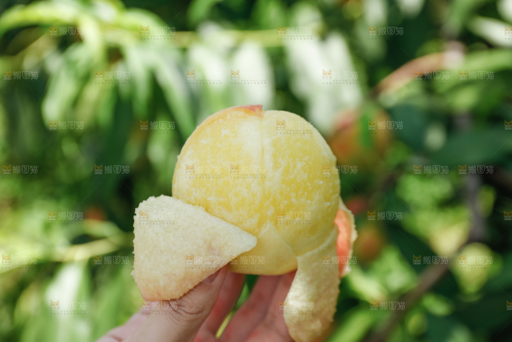手里拿着现摘水蜜桃