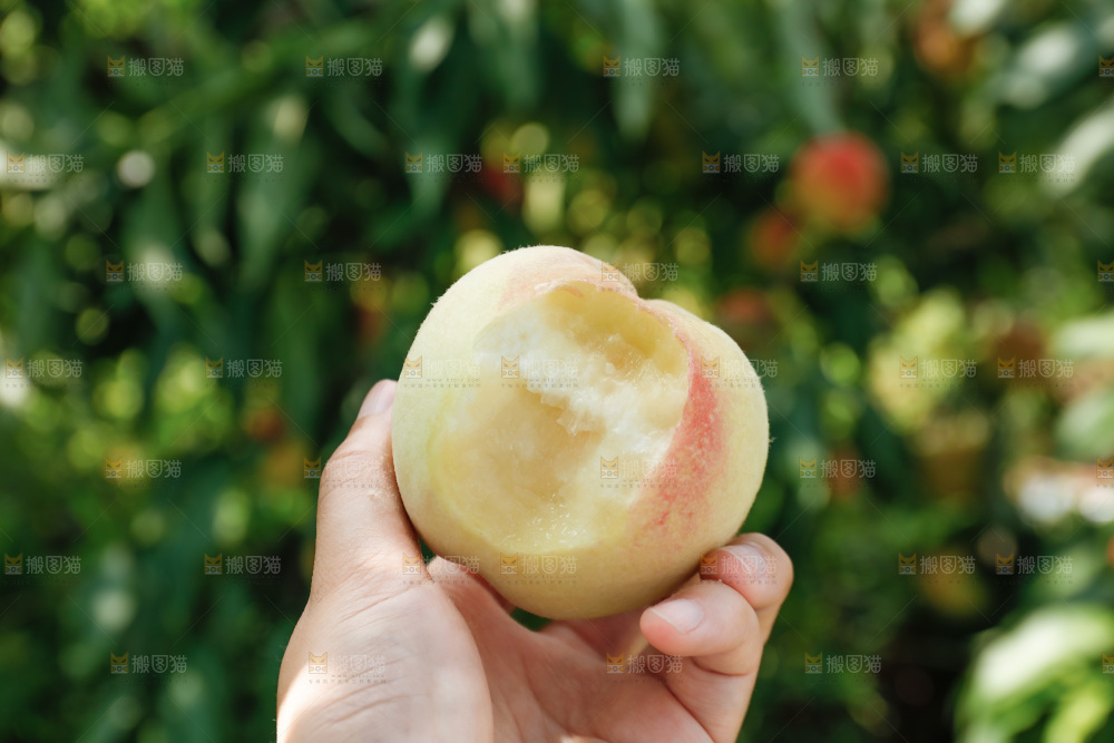 手里拿着现摘水蜜桃