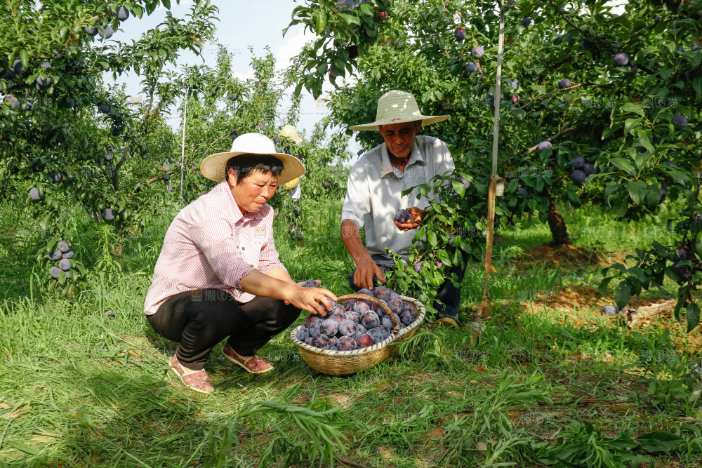 新鲜现摘黑布林