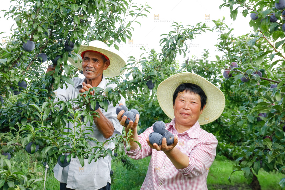 新鲜现摘黑布林