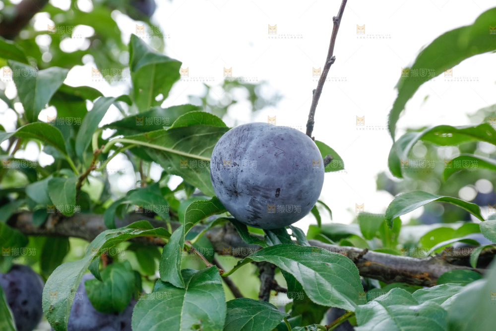 新鲜现摘黑布林